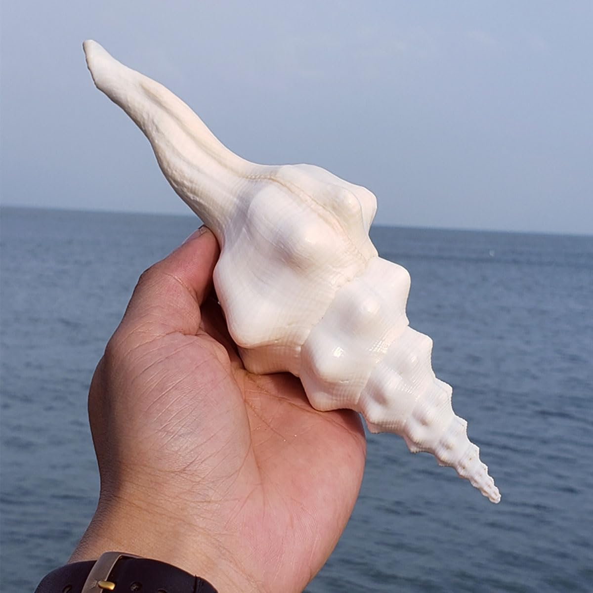 Shells,Conch Shell, Shells Natural Super Conch Landrace Spiral Snail for Decorations DIY Crafts Various(20~21Cm) image number 4