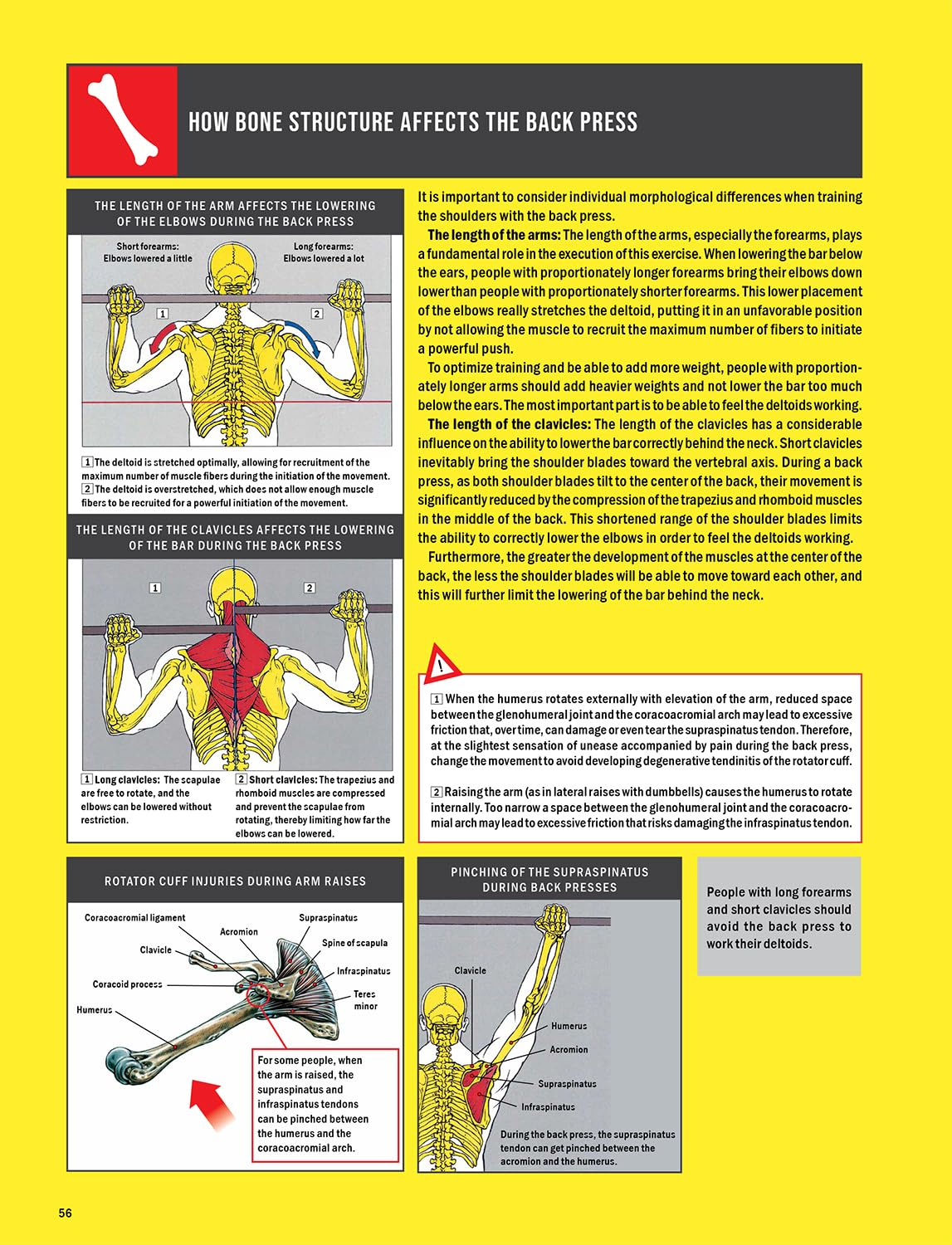 Strength Training Anatomy image number 2
