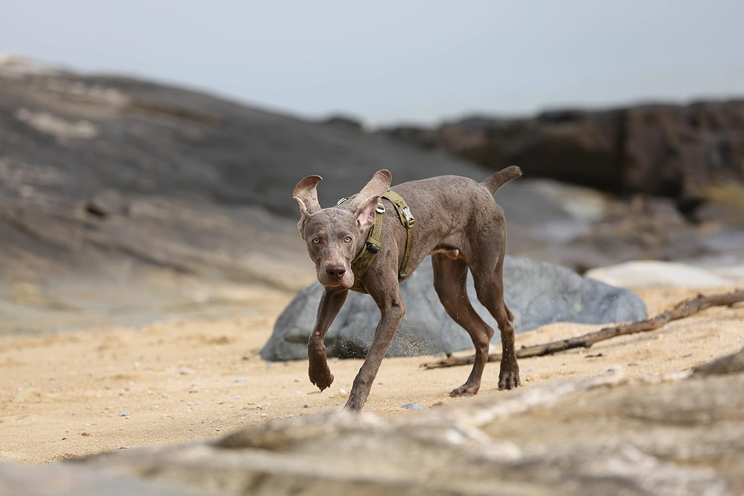 True Love Ultra Light 3M Reflective Dog Harness, X-Large, Army Green image number 3