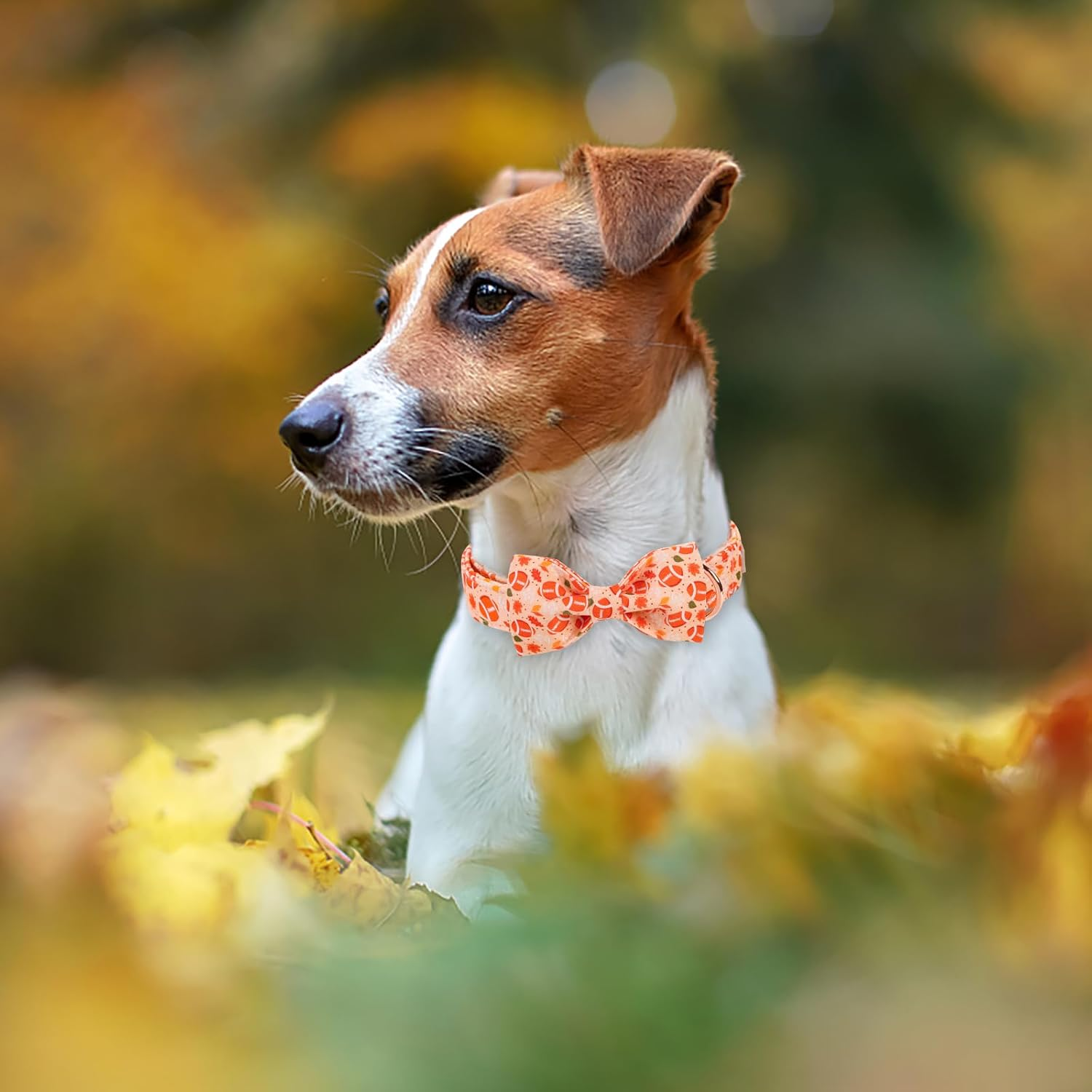 Babole Pet Fall Boy Dog Collar Bow Tie,Orange Maple Leafs Rugby Dog Collar with Safety Metal Buckle Adjustable Thick Puppy Collars for Small Medium Large Dog,X-Large, Neck 16"-26" image number 1