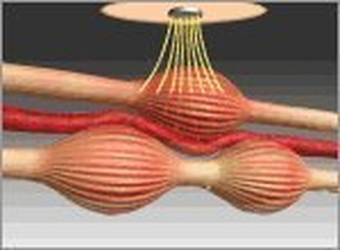 PIP ELEKIBAN MAX 200. 12 Magnets. Lasting Effect 2-3 Days/Mgnt. Menthol plus Comfortable Feeling. Circular Conical Magnet. Magnet-Therapeutic Device for Muscle Stiffness Product of Japan and Imported image number 4