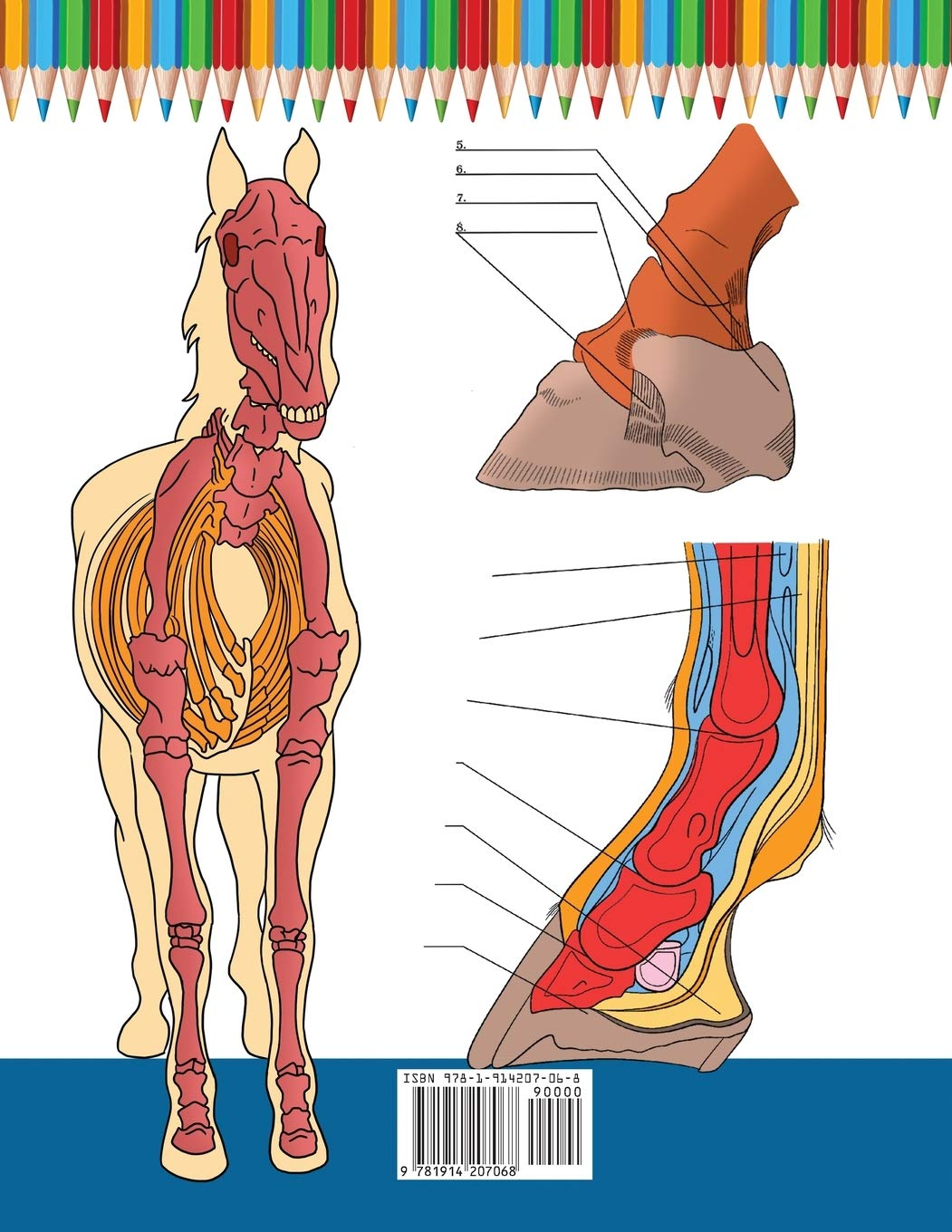 Horse Anatomy Coloring Book: Incredibly Detailed Self-Test Equine Anatomy Color Workbook | Perfect Gift for Veterinary Students, Horse Lovers & Adults image number 1