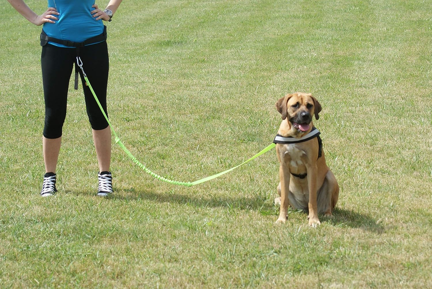 Dingo Universal Shock-Absorber Canicross Leash with 2 Hooks for Running, Jogging, Training Sport with Dog, Handsfree Lead Pink 14697 image number 4