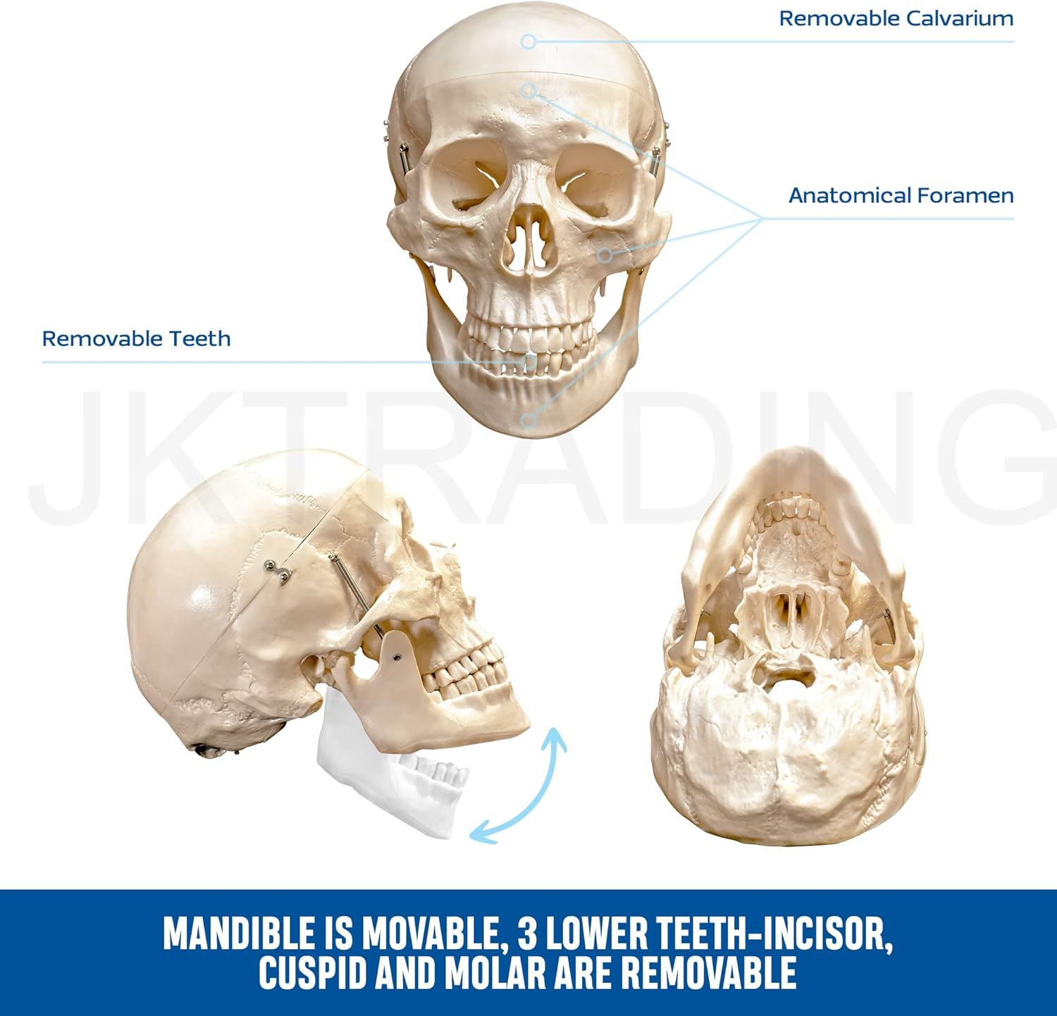 Bergmann Human Skeleton Model - 180Cm Life Size Skeleton W Spinal Nerves - Accurate Skeletal - Rolling Stand, Dust Cover - Anatomy Skeleton Medical - Articulated Skeleton Bone Model (180Cm W Nerves) image number 3