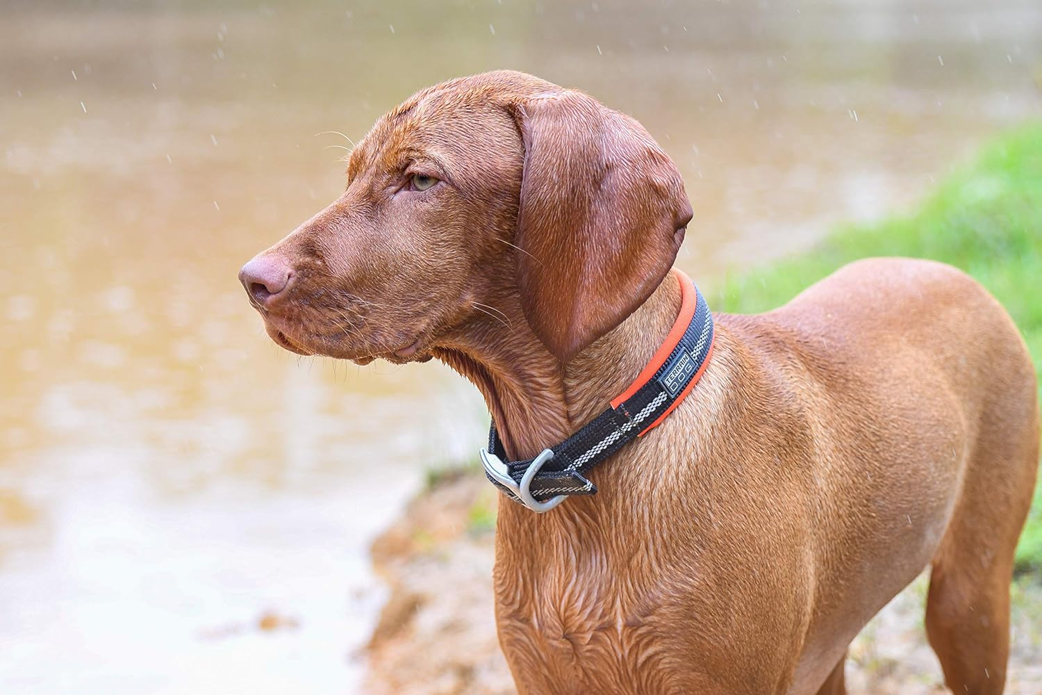 Terrain D.O.G. Reflective Neoprene Lined Dog Collar image number 3