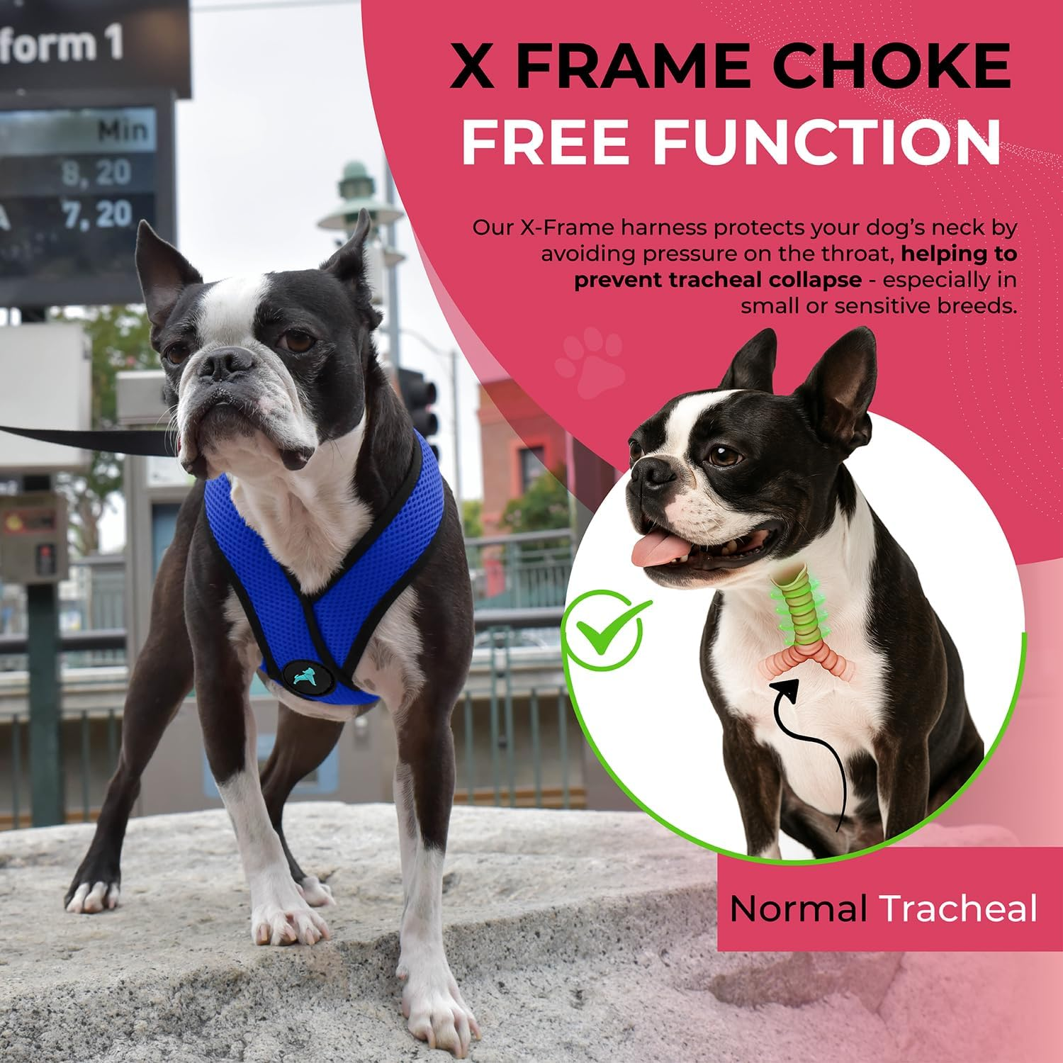 Gooby - Comfort X Head-In Harness, Choke Free Small Dog Harness with Micro Suede Trimming and Patented X Frame, Blue, Medium