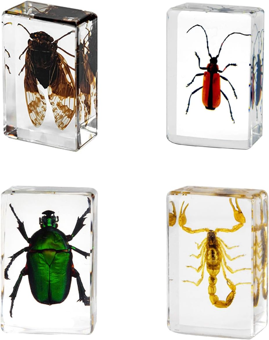 4Pcs Insect in Resin Specimen, Bug Preserved Specimen Collection Paperweights Resin Insects Various Insect Specimen for Office Office School Biology Science Teacher Education (Insect) image number 1