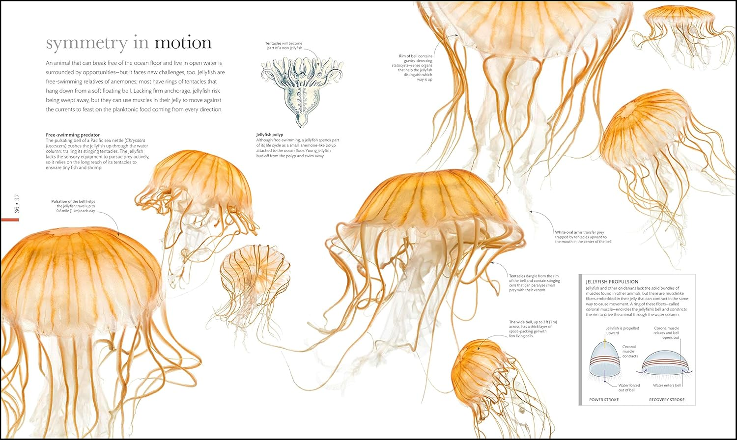 Zoology: inside the Secret World of Animals image number 6