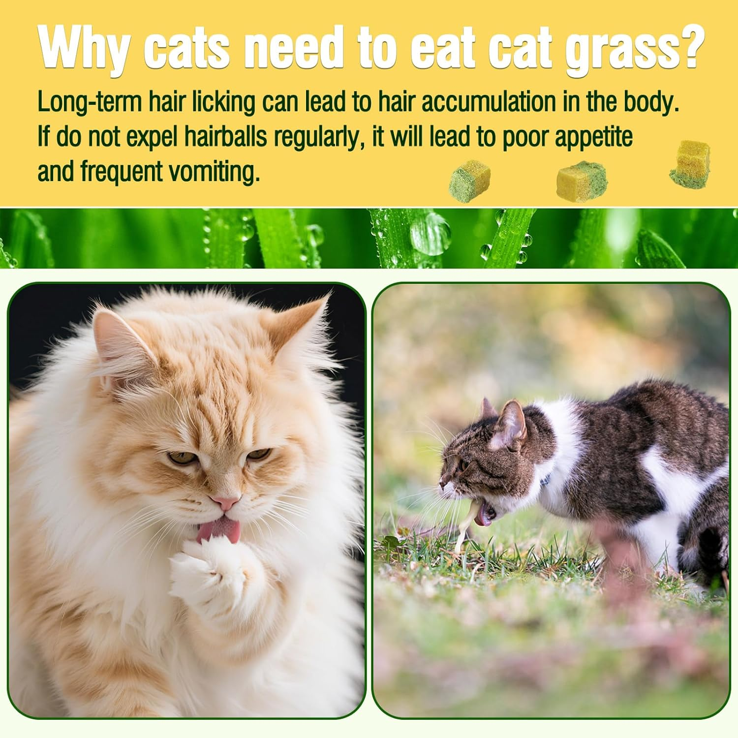 JJW Freezed-Dried Cat Grass Treats, Catgrass Egg Yolk Duo Bites, Cat Dental Treats for Hairball Control and Healthy Coat, Cats Teething Stick (60G, Egg Yolk) image number 4