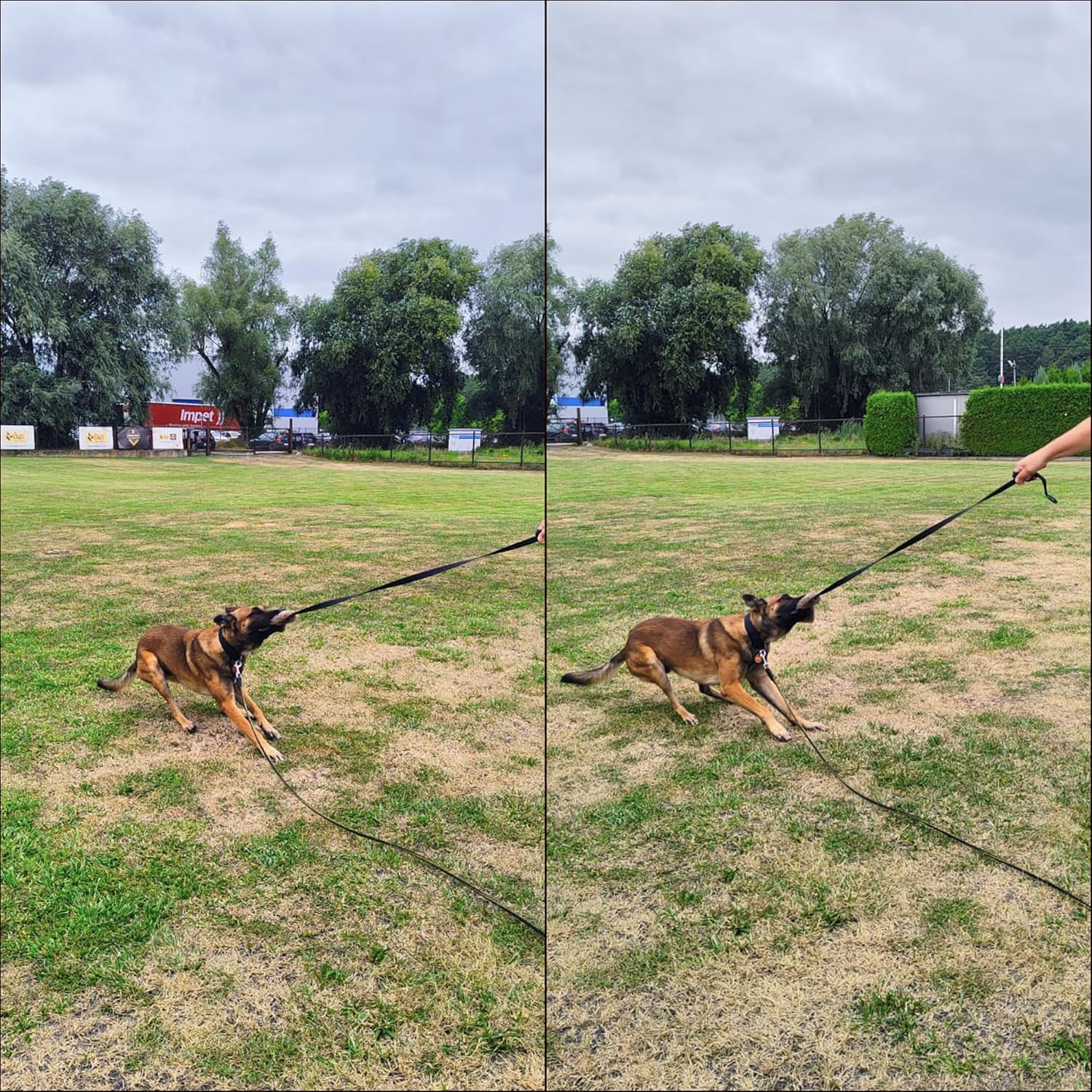 Dingo Fleece Dog Toy Artificial Fur Racer Squeaky Teaser Dog Wand 150 Cm Long Bungee Handle for Agility, Dog Training, Reward, Retrieve, Chasing, Play Black (15585) image number 3