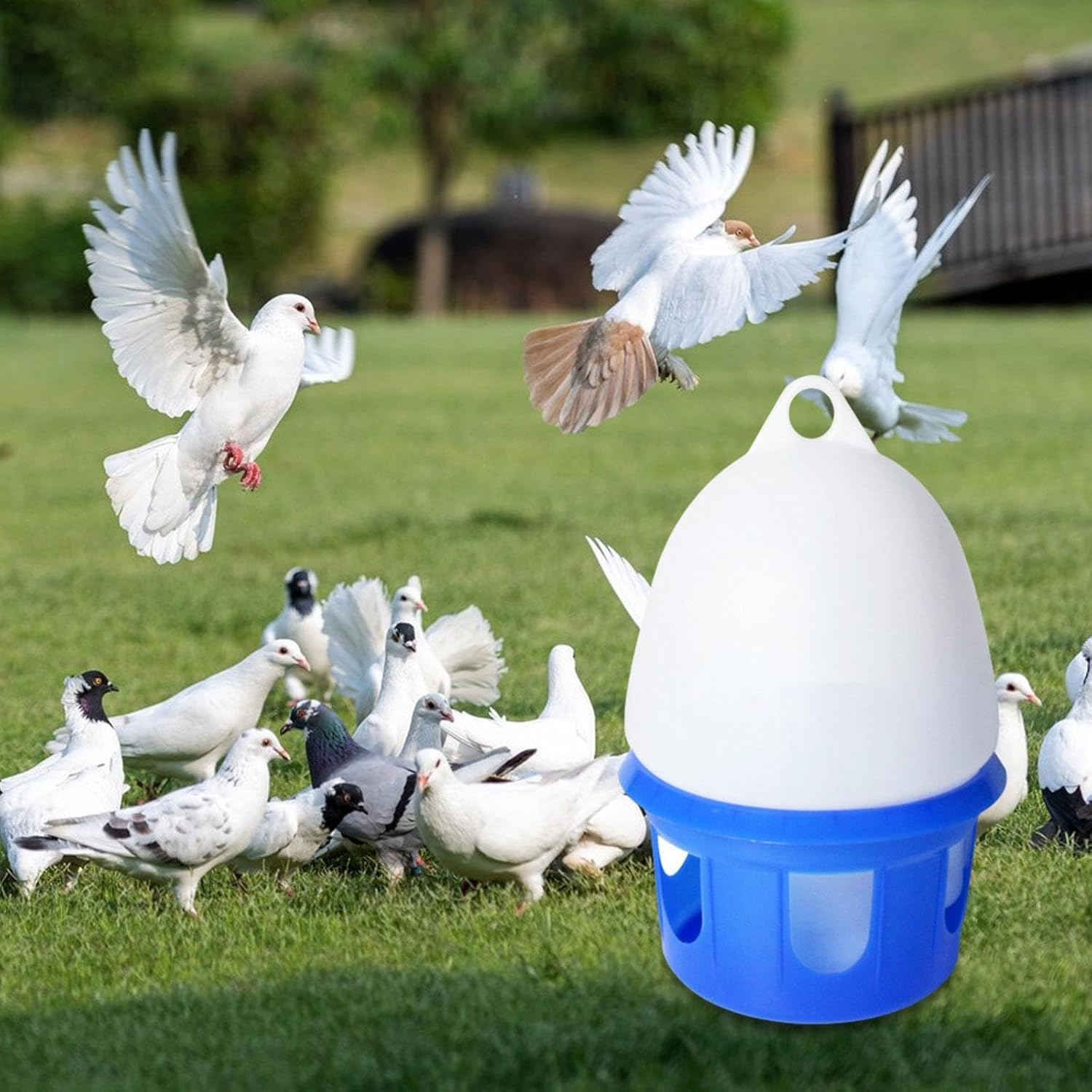 Yuksok Pigeon Drinker Pigeon Water Dispenser Automatic Container Pet Birds Waterer Bird Water Drinker for Chick Pigeons Budgies Farm, 10L