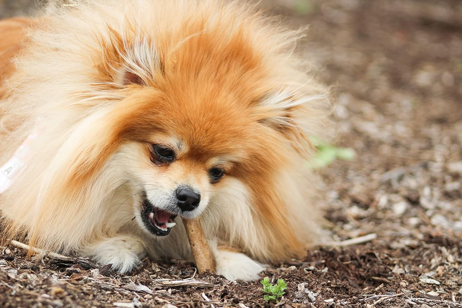 Nylabone Healthy Edibles Roast Beef Flavored Treat Bones 94 G (Pack of 2) image number 1