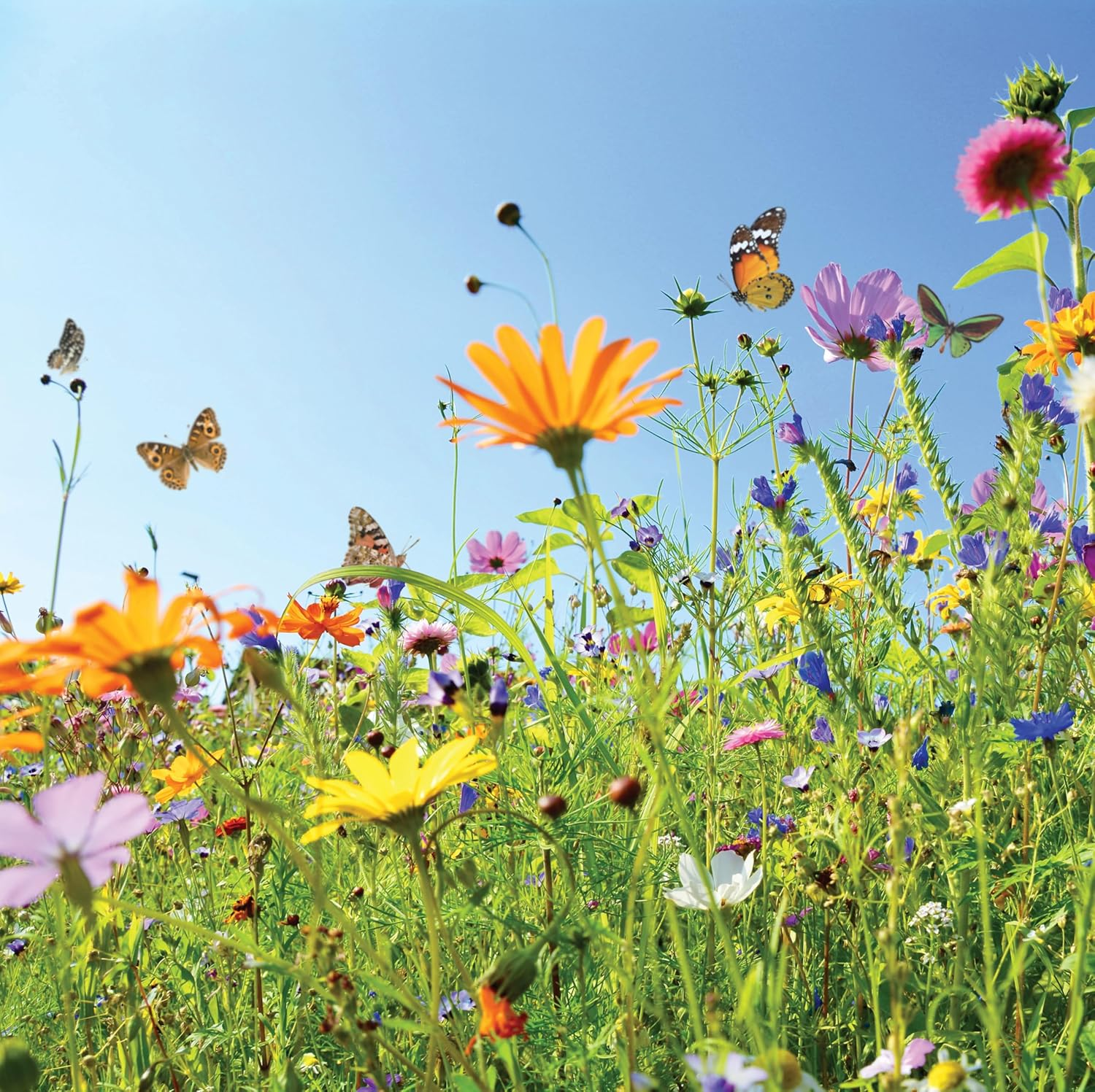 Mr Fothergill&rsquo;S Butterfly Friendly Flower Seed Shaker Box &ndash; 100G Mix for Pollinator Gardens &ndash; Covers 30M&sup2; &ndash; Attracts Butterflies & Bees &ndash; 15+ Colourful Varieties image number 1