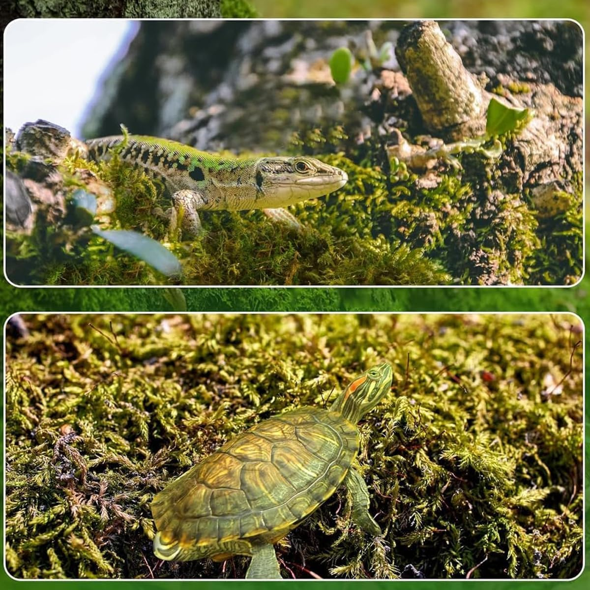 AIMALL Compressed Natural Moss Mat 8.27X4.92 Inch Moisturising Substrate Pad for Tortoise Snake Lizard Reptile Terrarium Bedding Organic Breathable Soil Cover image number 2