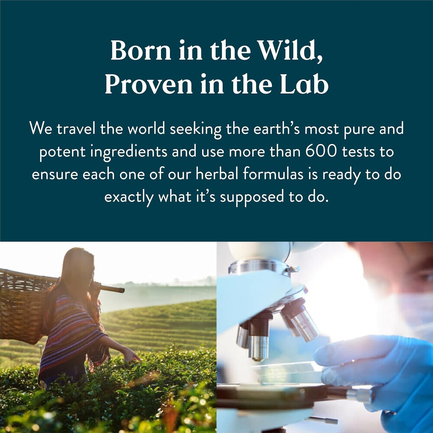 Nature'S Sunshine Andrographis 60 Capsules