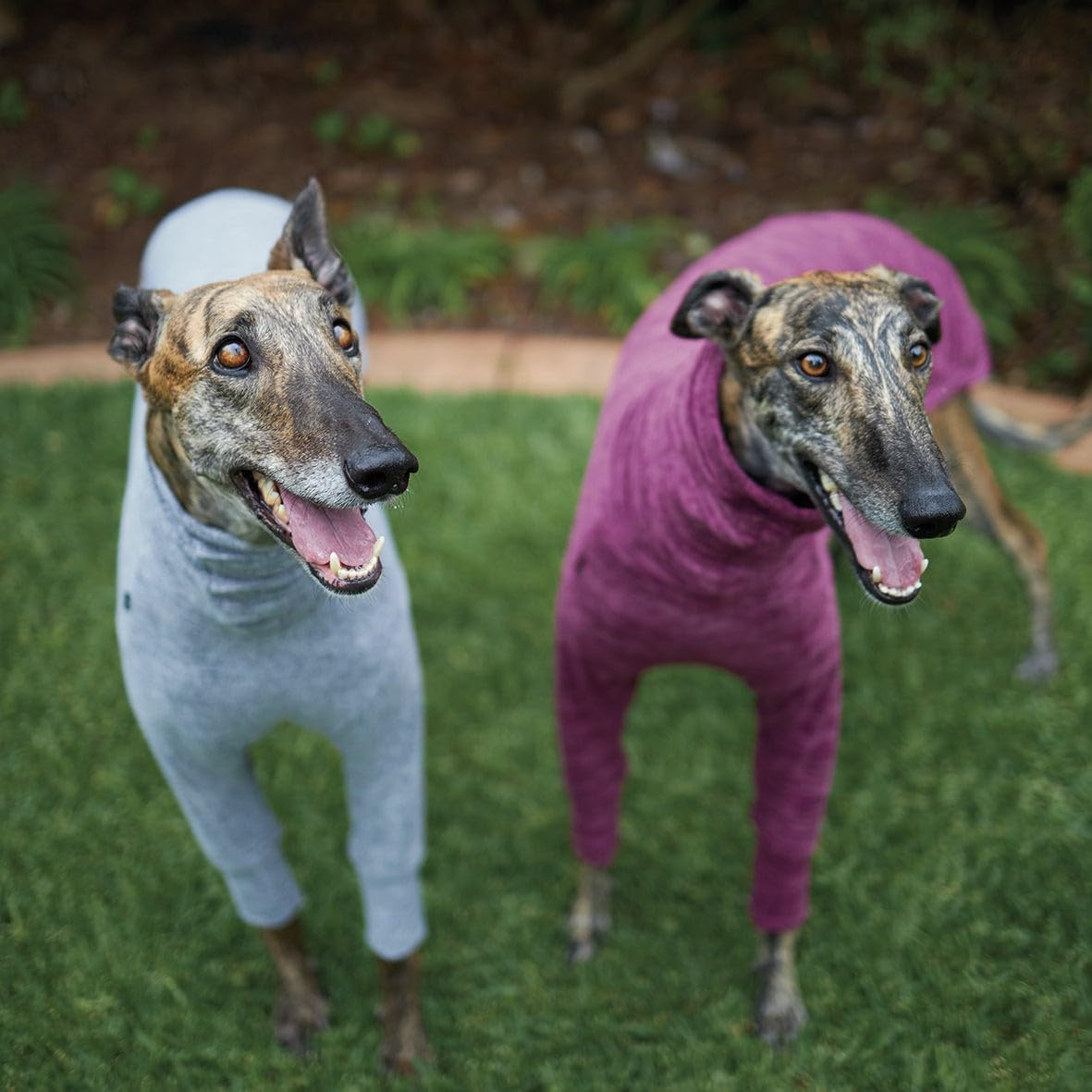 Kazoo Greyhound Softie Dog Jumper, Mulberry, Small image number 2