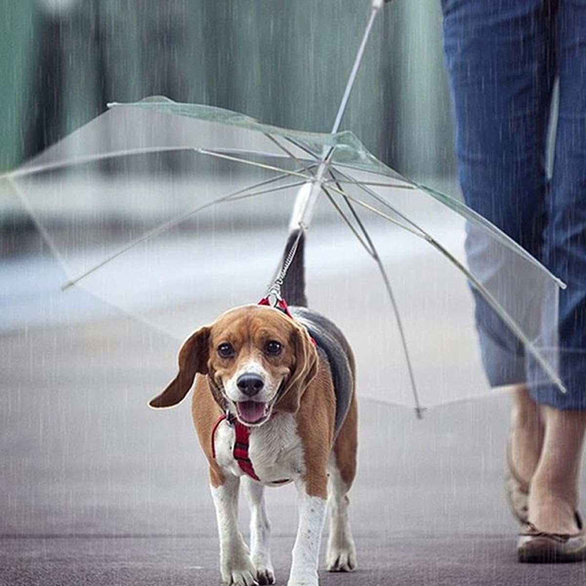 AIMALL Transparent Pet Umbrella for Dogs, Portable Anti-Rain Dog Walker, Stainless Steel Retractable Canopy, Ideal for Rainy Days, Durable and Lightweight Design