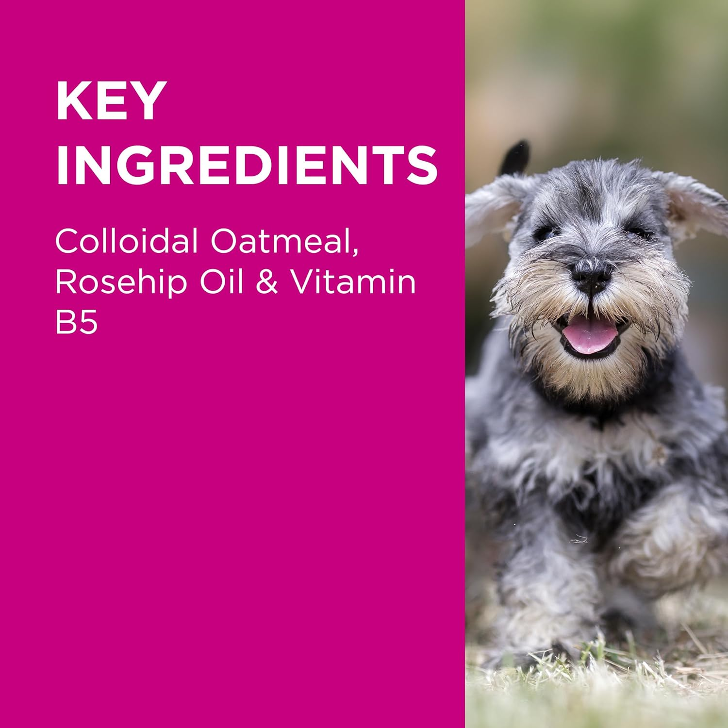 PAW by Blackmores Nutriderm&reg; Replenishing Shampoo for Dogs and Cats | Tailored for Soothing, Cleansing & Treating Inflamed & Irritated Skin |200Ml image number 1