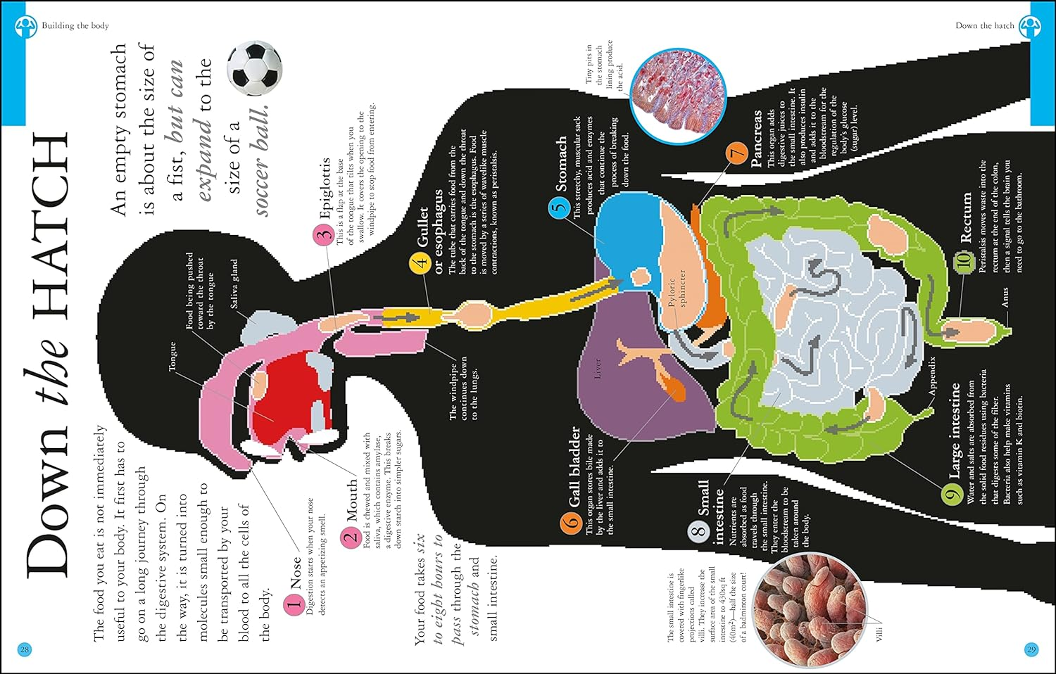Are You What You Eat? image number 5