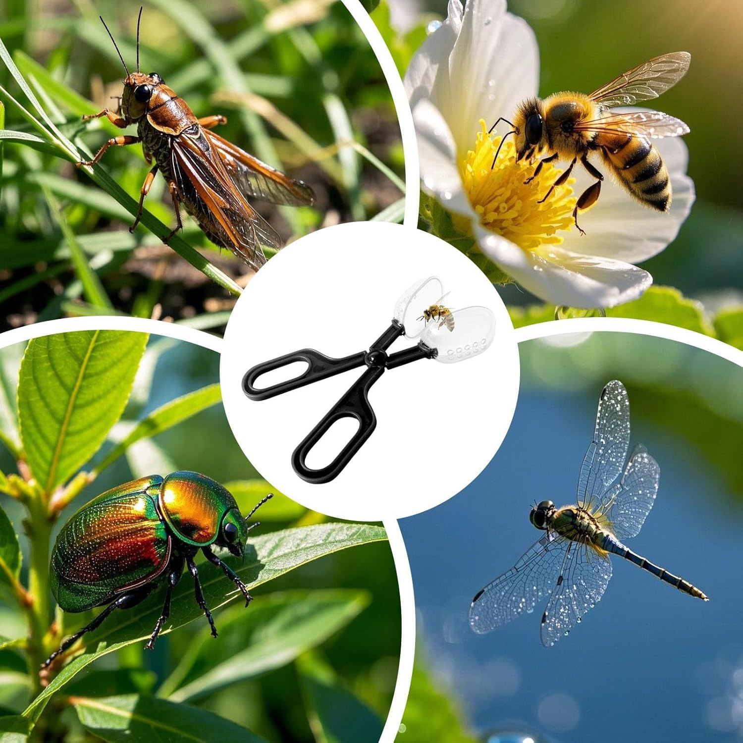 Queen Clips for Bees - Beekeeping Tools Reusable Queen Bee Catcher,Lightweight Beekeeping Supplies Catching Tool for Beginners Professionals image number 5