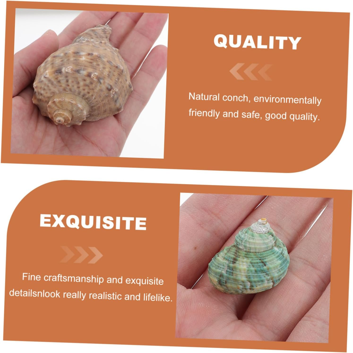 Angoily 1 Set Hermit Crab Conch Fish Tank Rocks Aquarium Conch Decor Beach Seashells Desk Top Decor Zen Garden Decor Ornament Pond Conch Decor Scallops Material Package Natural Conch image number 6