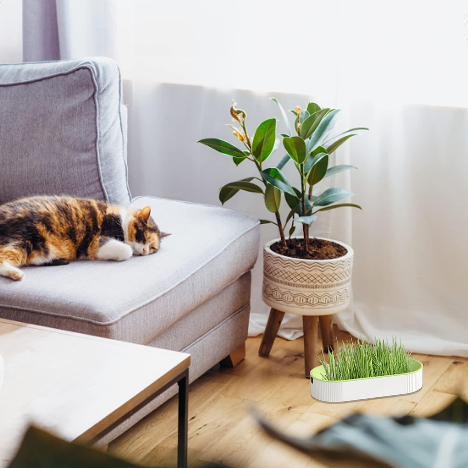 3 Pcs Hydroponic Cat Grass Planter, Seed Sprouter Tray Soil-Free Big Capacity Healthy Wheatgrass Grower Sprouting Container Kit for Kitten - Extra 15 Packs of Seeds image number 5