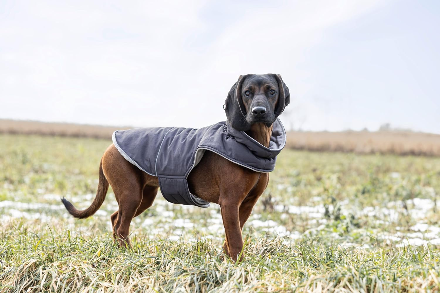 Kerbl Pet Montreal Dog Coat, Wind and Water-Repellent, Fleece Lining, Stretch Material, Easy to Put On, Reflective Piping, Washable at 30 &deg;C, XXL, 55 Cm, Grey image number 1