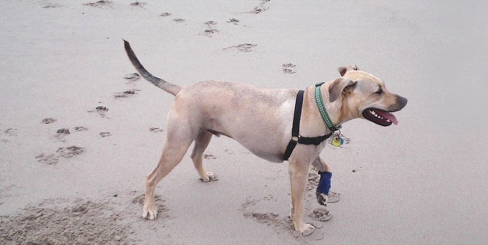 HEALERS Medium Leg Wraps - 24-Inch, Blue image number 1