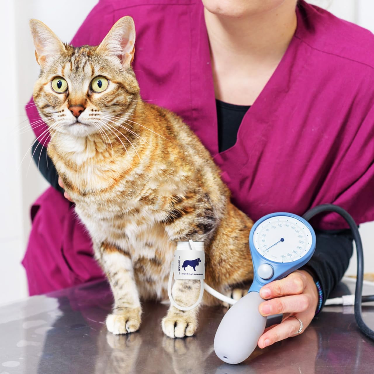 Partykindom Blood Pressure Cuff for Animals, Non-Woven Fabric, Soft, Comfortable, Safe for Monitoring the Blood Pressure of Cats, Dogs and Other Pets, Easy to Use, Practical for Veterinary Medicine
