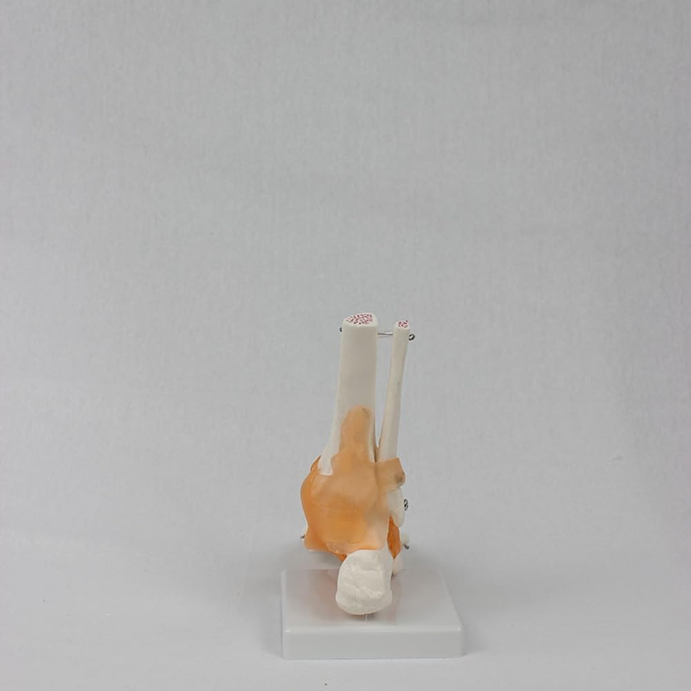 Aribrnten Foot Joint Model with Ligaments Human Anatomy Model, Life Size, as Shown PVC 1 Piece image number 2