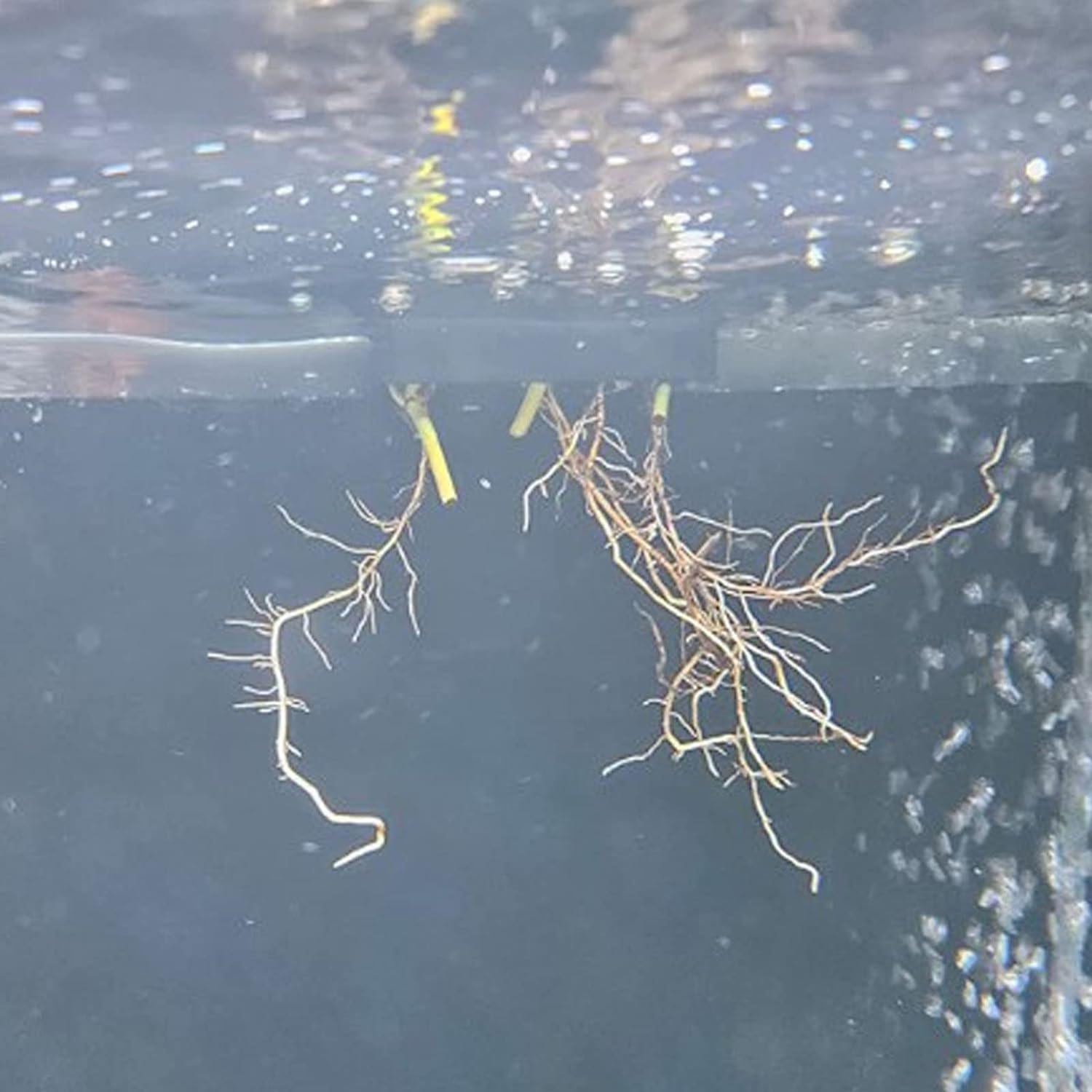 2Pcs Hanging Aquarium Plant Holder, 5 Holes Aquarium Hanging Aquatic Plant Holder, Fish Tank Decorations for Emersed Plants, Promote Plant Growth, Convenient for Viewing (Long Hook Short Hook) image number 5