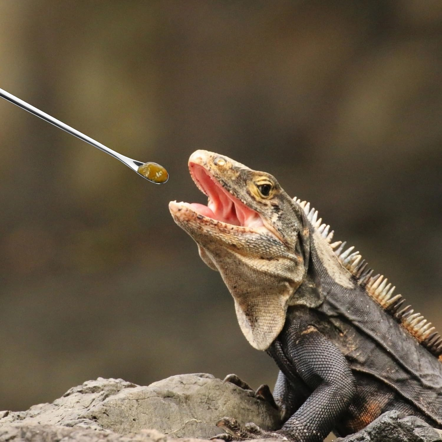 2Pcs Reptile Food Spoons, Reptile Feeding Spoon Long Handle Fruit Mixing Stirring Food Scoop Pet Feeding Tool Fit for Crested Gecko Lizard Gargoyle Bearded Dragon and Other Small Animals image number 3