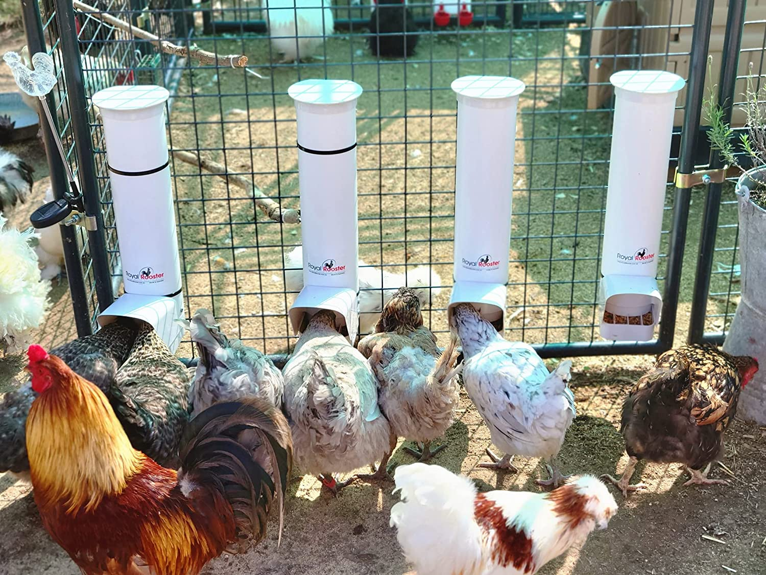 Royal Rooster Automatic Chicken Feeder with Gravity Feed Dispenser - 3Kg Feeder for Chickens, Chicks & Mixed Poultry - Hanging Chicken Poultry Feeder - Auto PVC Chicken Poultry Feeder with Rain Cover image number 6