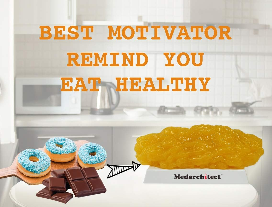 Authentic Human Body Fat Replica - 5 Lb, Keep Fit & Weight Loss Motivation & Reminder, Human Fatty Tissue Demonstration Model for Nutritionist, Anatomical Science Course for Medical Student image number 3