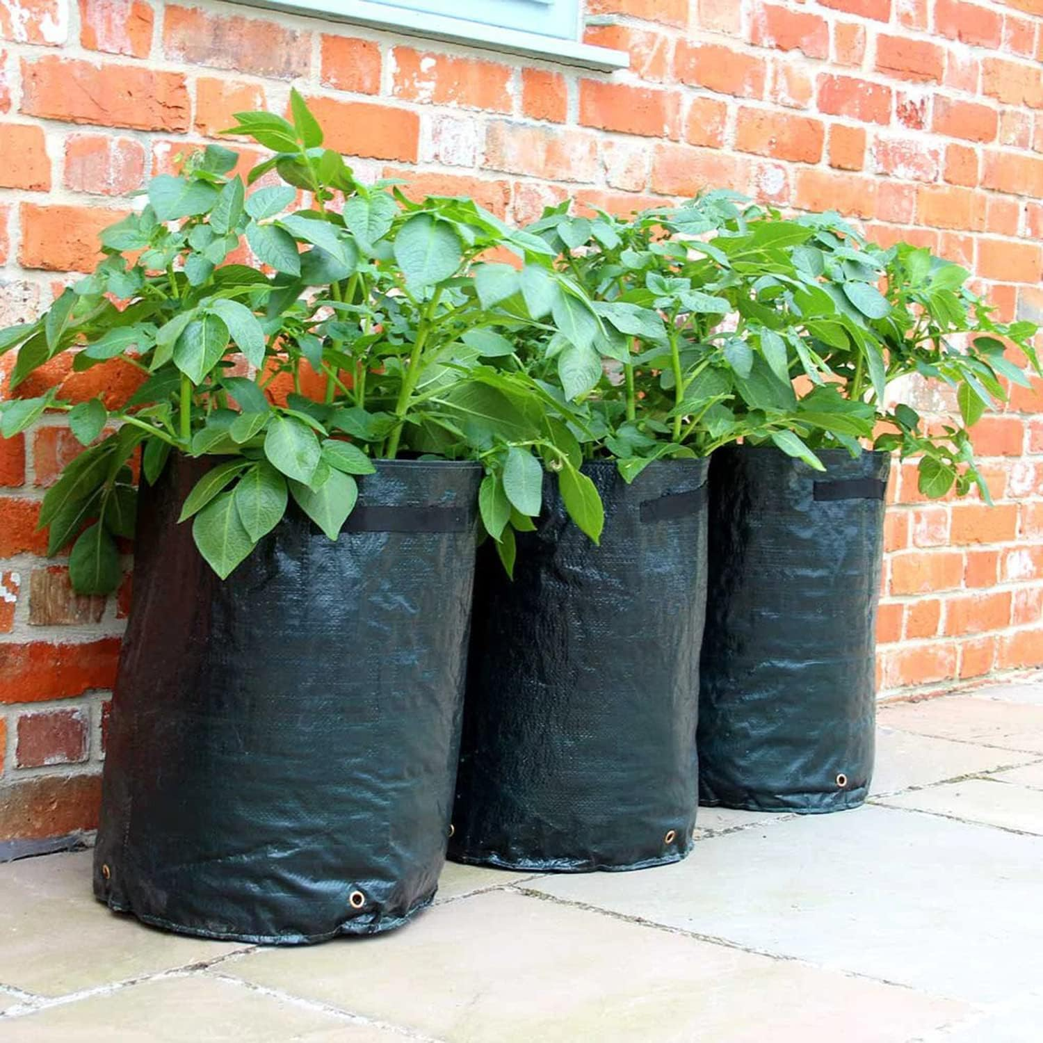 2 Pack 55 Litre Potato Grow Bags, Ideal for Potatoes, Tomatoes, Carrots, Onions & All Other Vegetables and Herbs, 12 Gallon Heavy Duty PVC Planting Pots with Handles image number 3