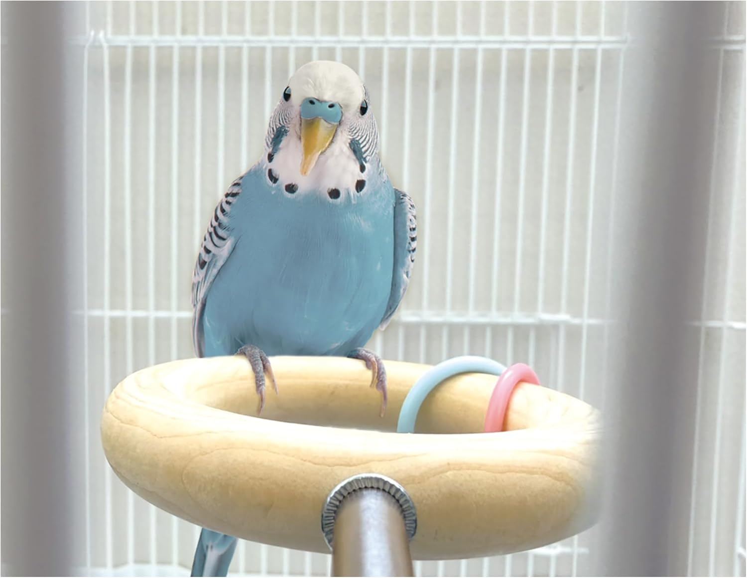 Minimal Land MB-439 Small Bird Ring Set of 2 with Charms, Camera Compatible, for Birds image number 4