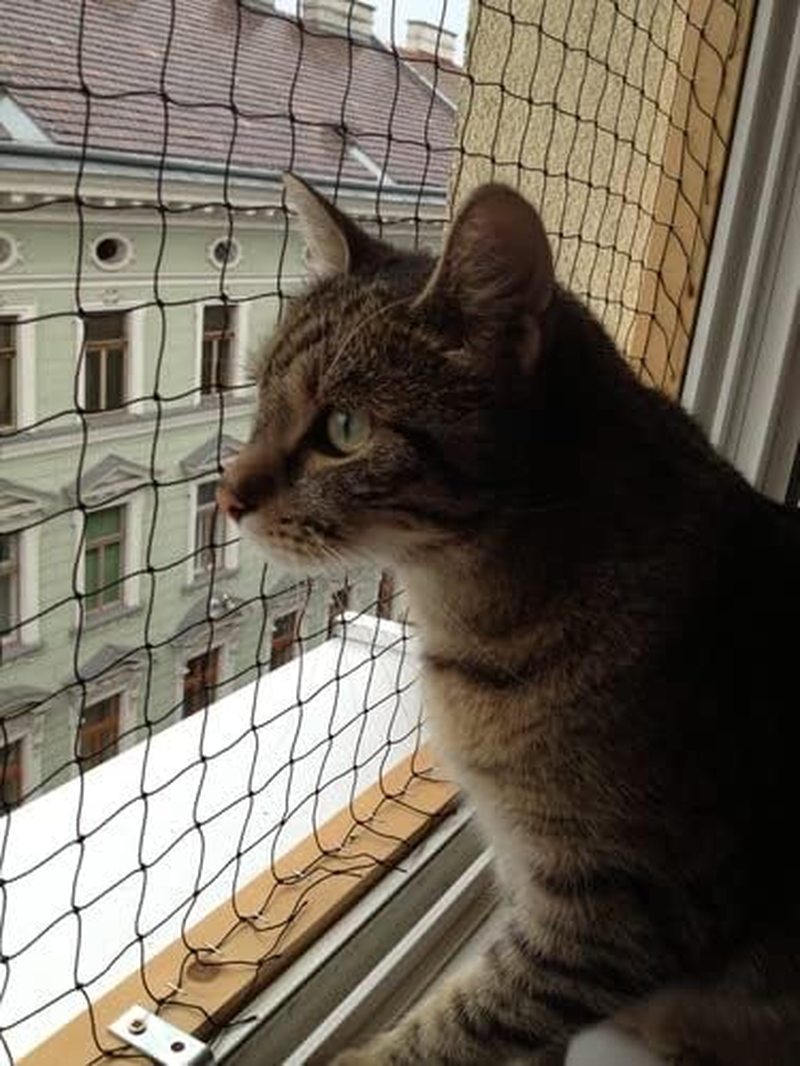 Cat Balcony Net Cat, Balcony Fence for Pets, Cat Netting Anti-Fall, Transparent Nylon Pet Mesh Fence for Dogs & Cat, Pet Safety Net for Balcony/Stairs/Window - 8X3Cm(26 X 10 Ft) - Transparent 6X3M image number 6