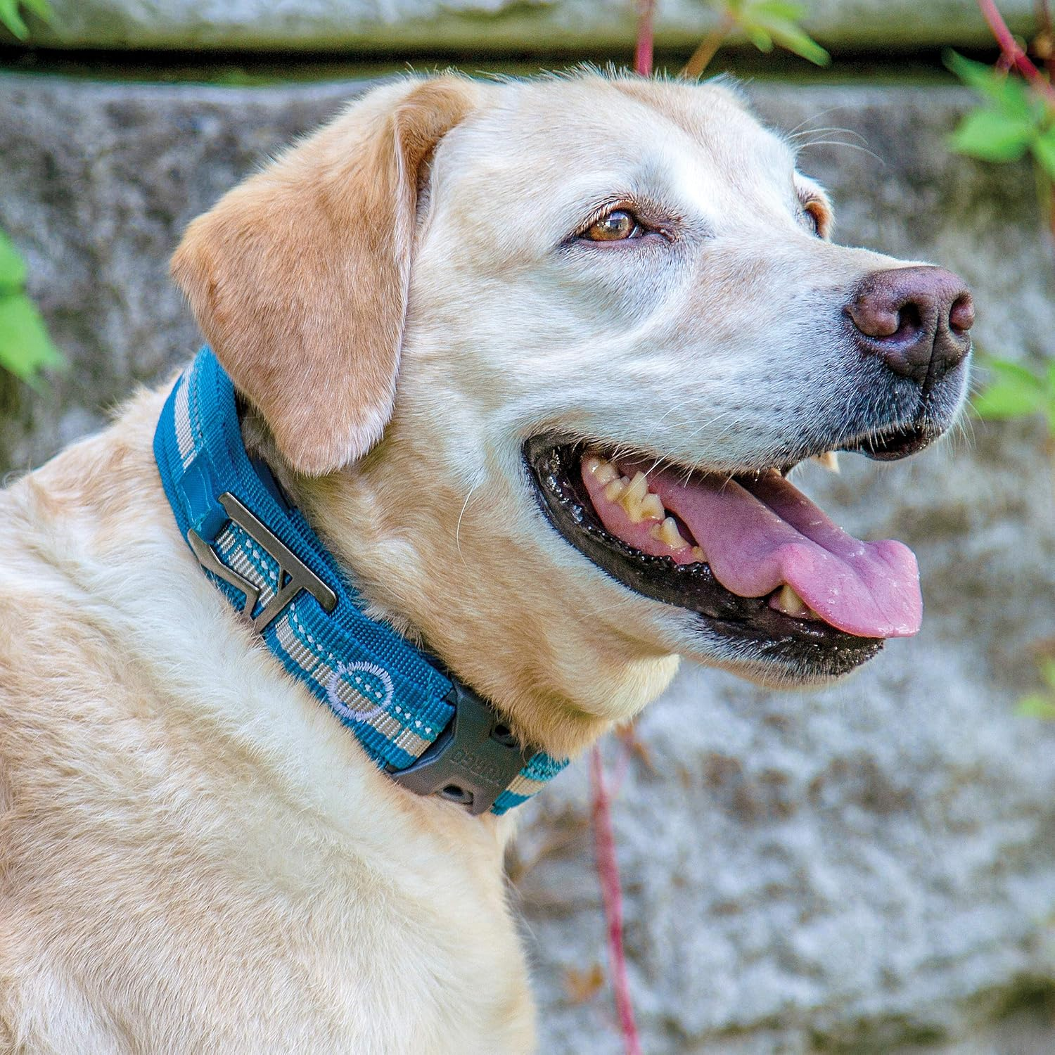 Kurgo RSG Dog Collar | Extra Wide Collar for Dogs | Comfortable | Adjustable | Reflective | Quick Release Buckles | Molle Compatible | Bottle Opener | Medium, Large Dogs |(Small), Coastal Blue image number 3