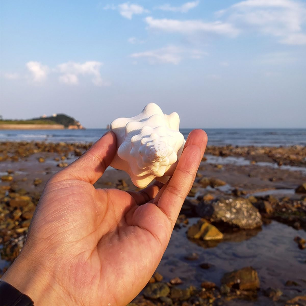 Shells,Conch Shell, Shells Natural Super Conch Landrace Spiral Snail for Decorations DIY Crafts Various(20~21Cm) image number 5