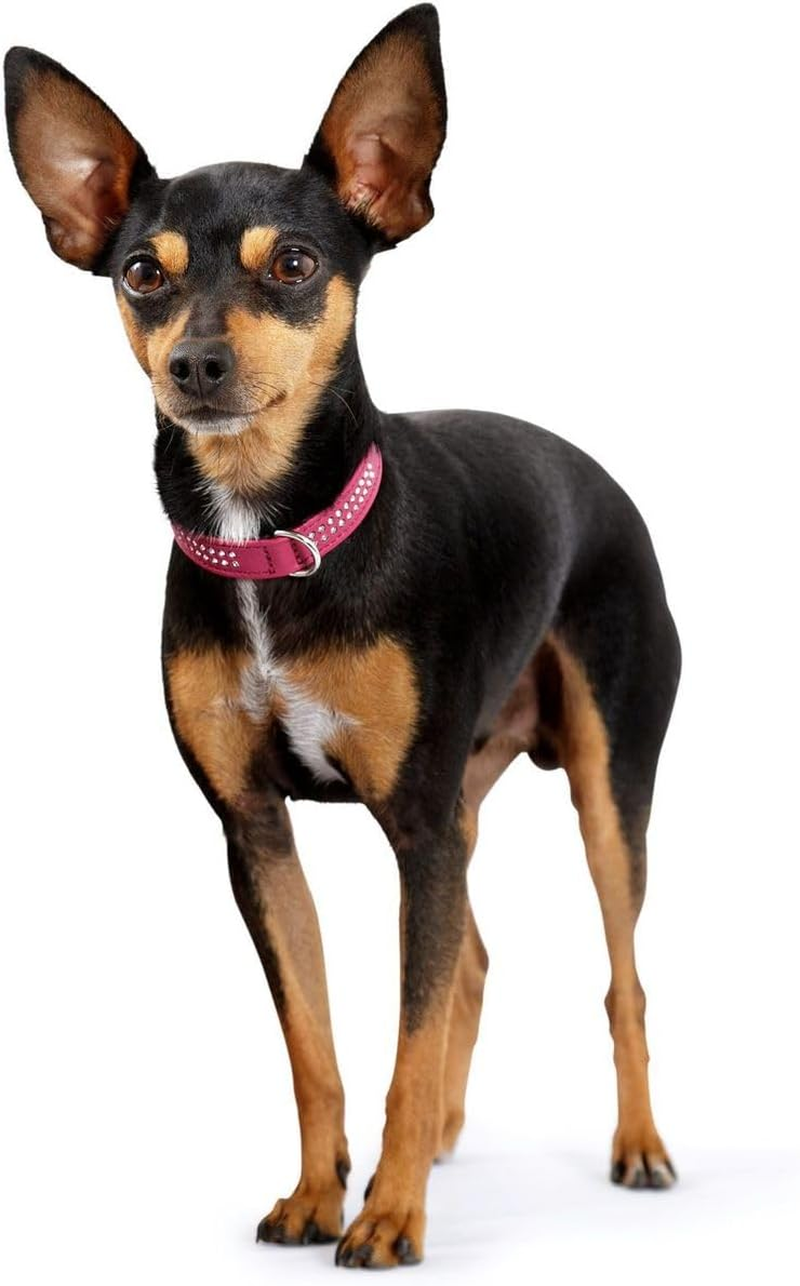 Hunter Dog Collar Nappa Leather Diamond Petit