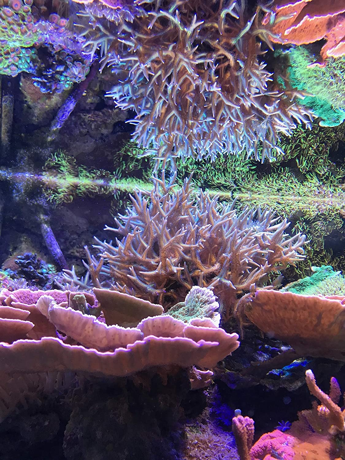 Seachem Reef Complete (SC33305) image number 5