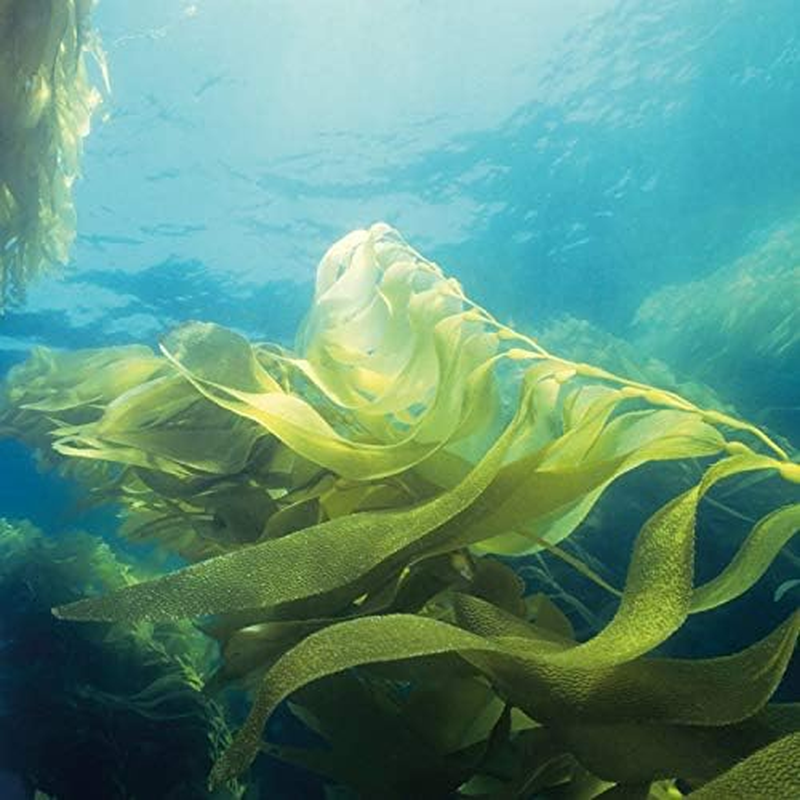 NEAL'S YARD REMEDIES Seaweed Shampoo 200Ml (X1) image number 1