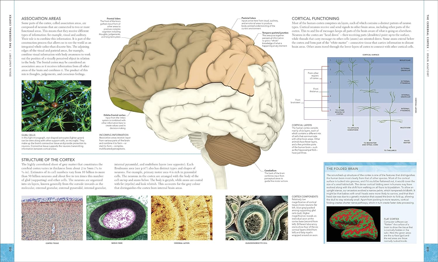 The Brain Book: an Illustrated Guide to Its Structure, Functions, and Disorders image number 6