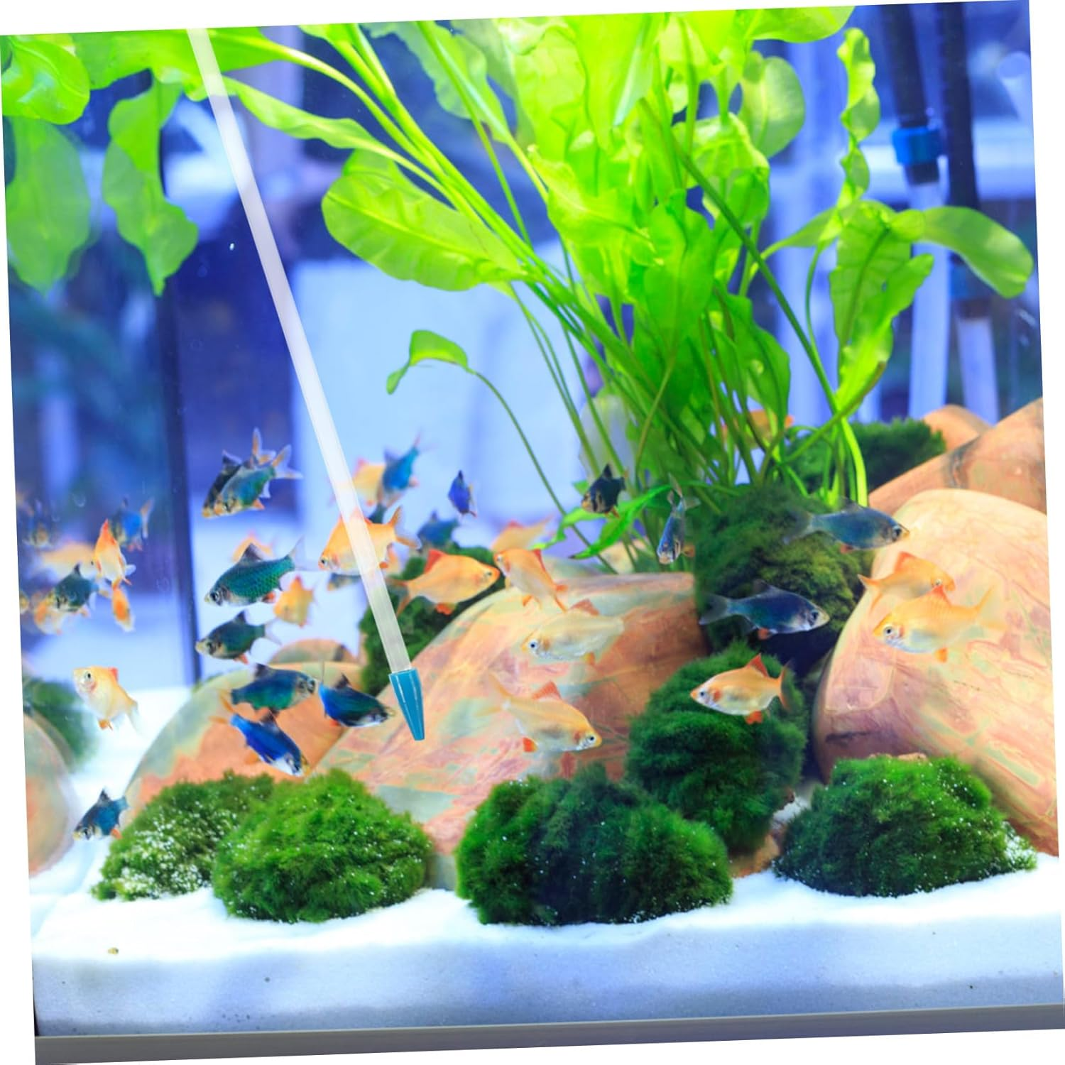 CANIGHT Coral Feeder for Liquid Fertilizer for Fish and Reef Coral Aquariums Efficient Tool for Fish Tank Care image number 3