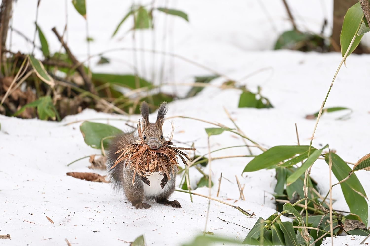 Nikon NIKKOR Z 180-600Mm F/5.6-6.3 VR Super-Telephoto Lens image number 5