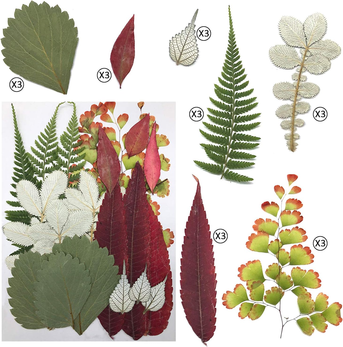 Cinvo 90 Pcs Real Dried Pressed Flowers and Leaves Natural Dried Petals for Candle Resin Jewelry Soap Nail Pendant Phone Case Crafts Making Floral Decors Scrapbooking Diy(Blue, Purple, Pink, Green) - Assorted image number 4