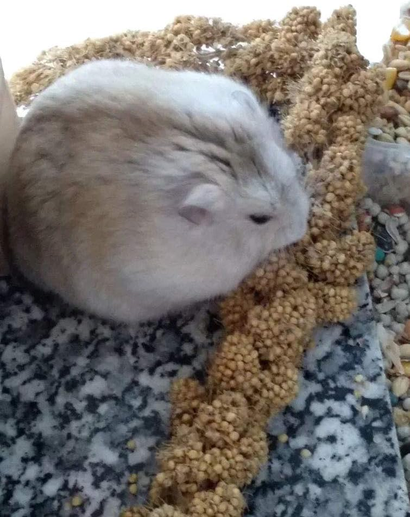 Natural Organic Gold Spray Millet for Birds Hamster Squirrel,12 Count image number 2