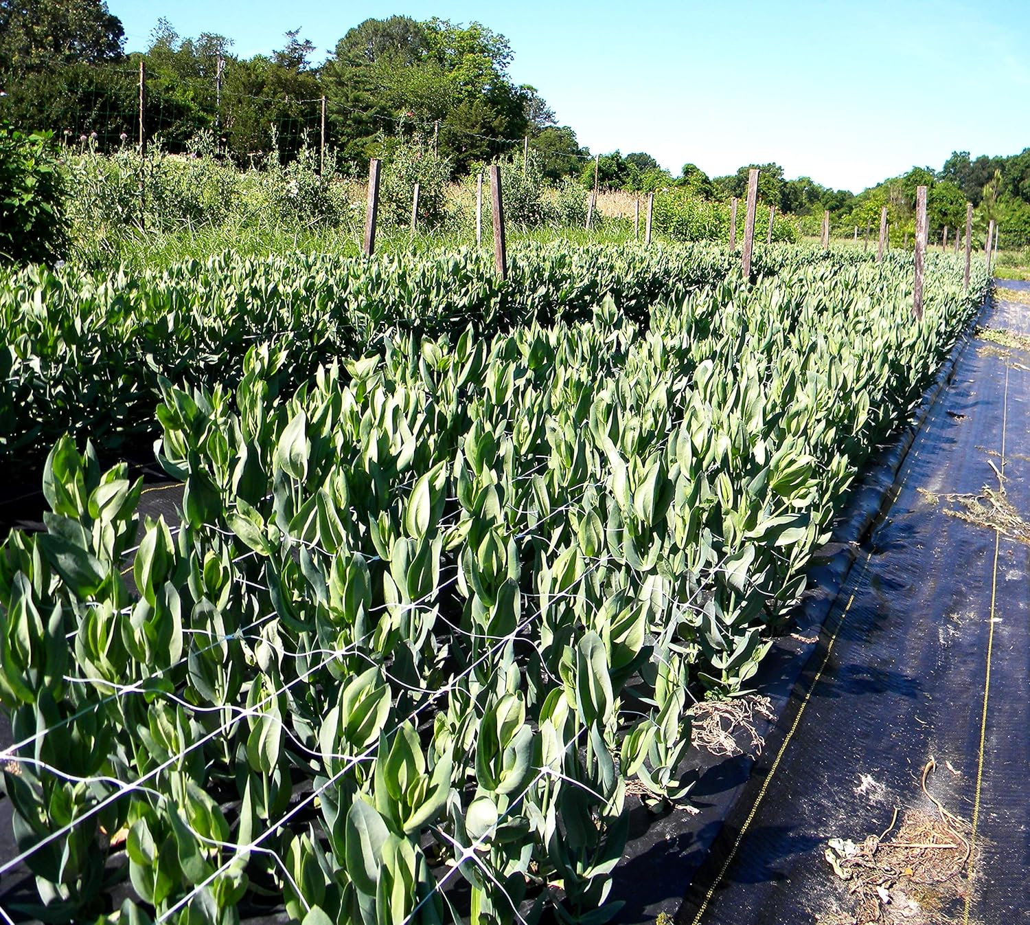 Tenax 100521793 Hortonova SM Plant Trellis Net, 48" X 328' White image number 4