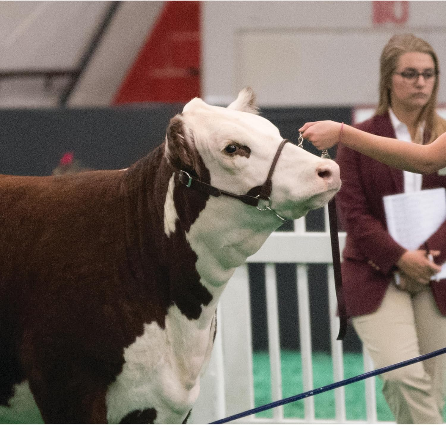 Weaver Leather Dairy/Beef Rounded Show Halter, Brown, Small