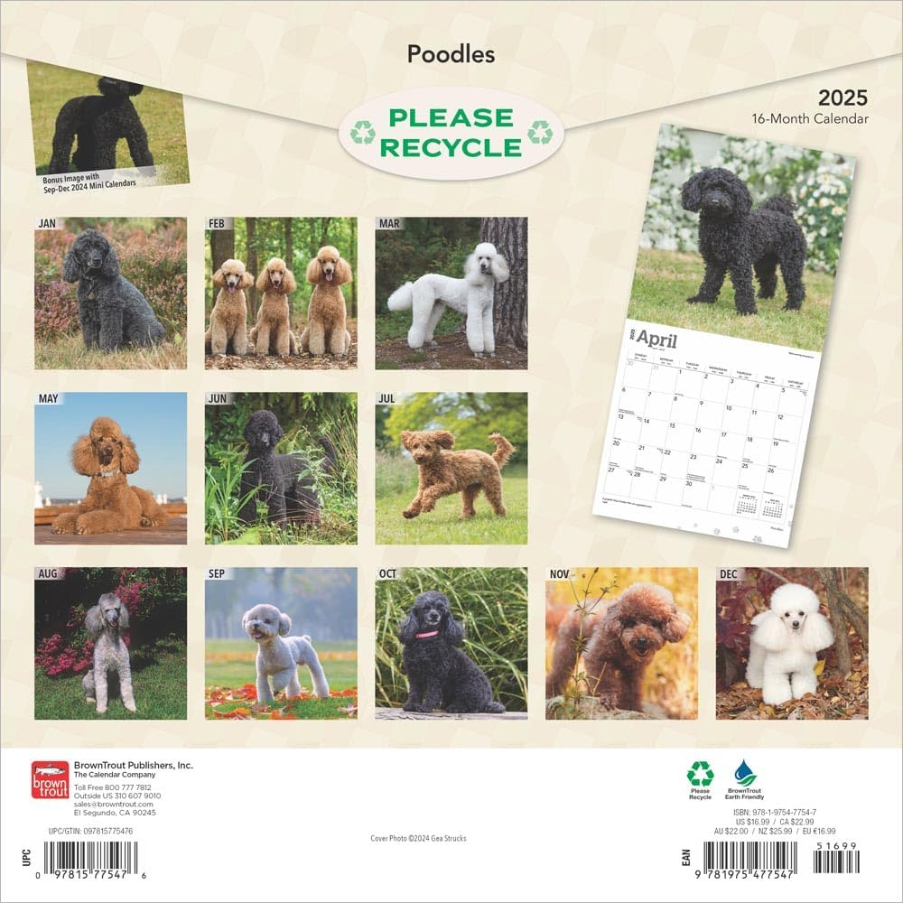 Poodles | 2025 12 X 24 Inch Monthly Square Wall Calendar | Plastic-Free | Browntrout | Animals Dog Breeds